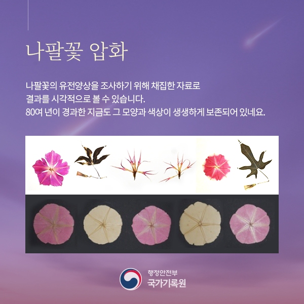 80년 만에 빛을 본 세계적 육종학자, 故 우장춘 박사의 역사적 유품